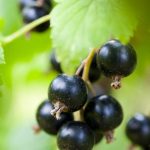 Blackcurrants
