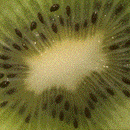 [Kiwi]