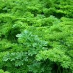 Parsley